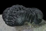 Nice, Austerops Trilobite - Visible Eye Facets #165913-4